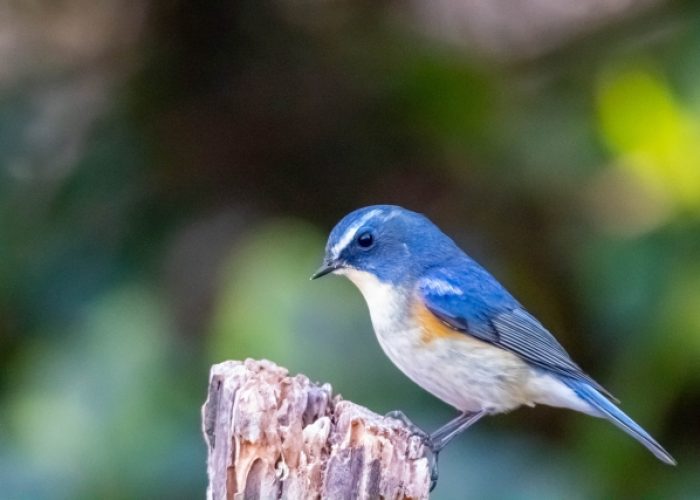 自社ルート青鳥